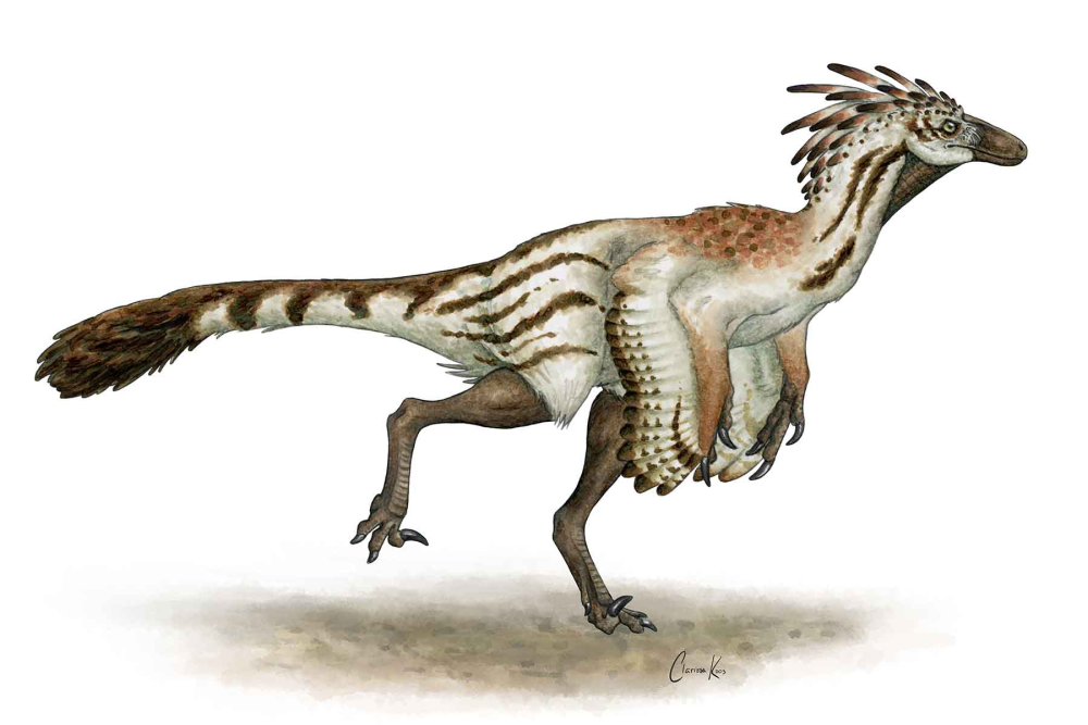 an illustration shows a velociraptor-like dinosaur with feathers